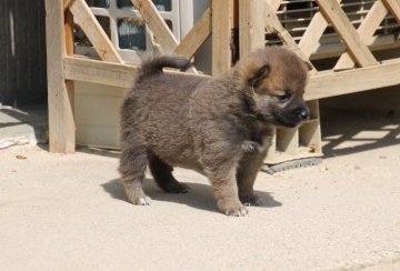 柴犬(標準サイズ)【愛知県・男の子・2020年3月8日・赤】の写真「少し小ぶりですが、元気な子です。」