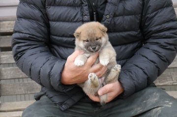 柴犬(標準サイズ)【愛知県・女の子・2019年11月2日・赤】の写真「少し小ぶりですが、元気な明るい子です。」