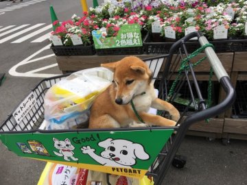 柴犬(標準サイズ)【愛知県・男の子・2019年4月28日・赤】の写真「少々小ぶりですが、元気であまえたです。」