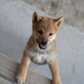 柴犬(標準サイズ)【愛知県・男の子・2023年6月15日・赤】の写真「兄弟で一番小さいですが、元気です。」