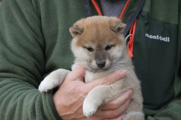 柴犬(標準サイズ)【愛知県・男の子・2020年12月6日・赤】の写真「兄弟の中で一番大きくて元気です。しっかりしています」