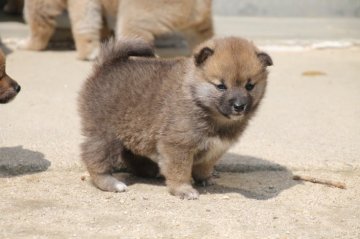 柴犬(標準サイズ)【愛知県・男の子・2020年3月8日・赤】の写真「小さくてかわいいです、素敵なお顔になると思います。」