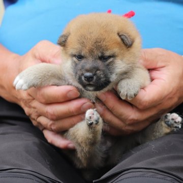 柴犬(標準サイズ)【愛知県・女の子・2024年5月30日・赤】の写真「可愛いお顔になると思います」