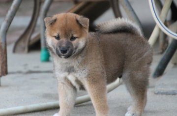 柴犬(標準サイズ)【愛知県・男の子・2019年7月28日・赤】の写真「骨太のしっかりした体をしています。」