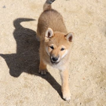 柴犬(標準サイズ)【愛知県・男の子・2023年8月4日・赤】の写真「身体のしっかりした子です。綺麗な赤になると思います」