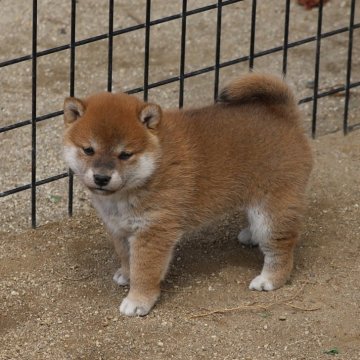 柴犬(標準サイズ)【愛知県・女の子・2024年3月7日・赤】の写真「小ぶりですが元気です。」