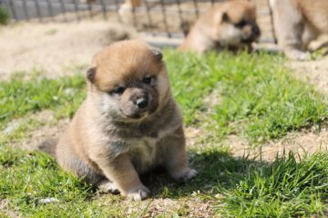 柴犬(標準サイズ)【愛知県・男の子・2020年2月24日・赤】の写真「３兄弟の中で一番食いしん坊です、元気の良いです。」