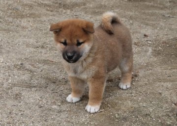 柴犬(標準サイズ)【愛知県・男の子・2019年10月29日・赤】の写真「ガタイのしっかりした子です、綺麗な色の犬になります」