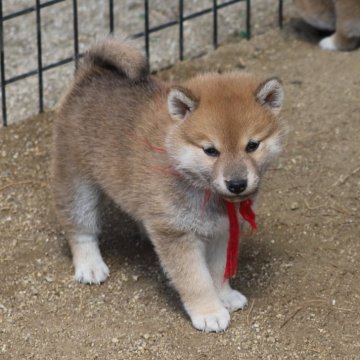 柴犬(標準サイズ)【愛知県・女の子・2024年3月3日・赤】の写真「優しいお顔の子です、少々小ぶりですが元気良いです。」