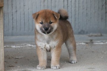 柴犬(標準サイズ)【愛知県・男の子・2019年7月28日・赤】の写真「骨太のしっかりした体をしています、毛色もきれいな赤」