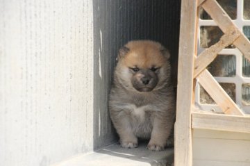 柴犬(標準サイズ)【愛知県・男の子・2020年2月24日・赤】の写真「身体がしっかりしているのんびり屋さんと思います。」