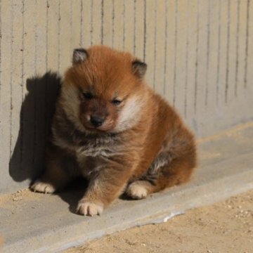 柴犬(標準サイズ)【愛知県・男の子・2022年12月21日・赤】の写真「一人っ子でうまれましたが、小さいです。ご飯もよく食」