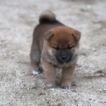 柴犬(標準サイズ)【愛知県・男の子・2024年5月30日・赤】の写真「綺麗な子になると思います」