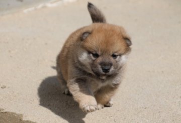 柴犬(標準サイズ)【愛知県・男の子・2020年2月24日・赤】の写真「小ぶりですが、元気は良い子です。」