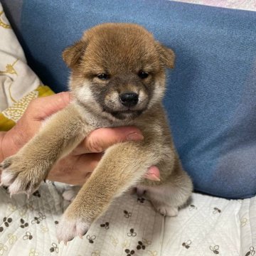 柴犬(標準サイズ)【愛知県・女の子・2024年6月13日・赤】の写真「小さいけれど、しっかりしています。」