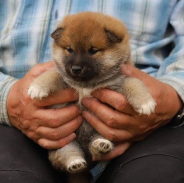 柴犬(標準サイズ)【愛知県・男の子・2024年3月3日・赤】の写真「今の時点ではおっりさんです。鼻黒は早くとれると思い」