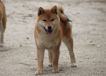 柴犬(標準サイズ)【愛知県・男の子・2019年10月27日・赤】の写真「明るくて元気なフレンドリーな子です」