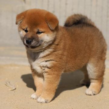 柴犬(標準サイズ)【愛知県・女の子・2022年9月29日・赤】の写真「コロコロです、綺麗な子になると思います。」