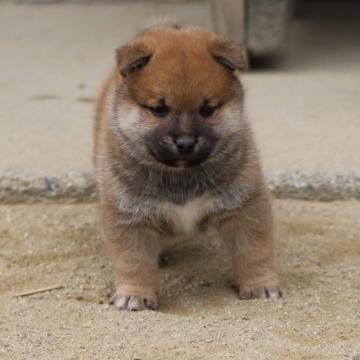 柴犬(標準サイズ)【愛知県・男の子・2022年10月20日・赤】の写真「しっかりした子です、身体も性格も。」