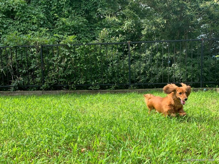 犬たちは自然豊かな環境で伸び伸びと暮らしています。｜西浦　京子(にしうら　きょうこ)ブリーダー(三重県・ミニチュアダックスフンド(ロング)など・JKC登録)の紹介写真1