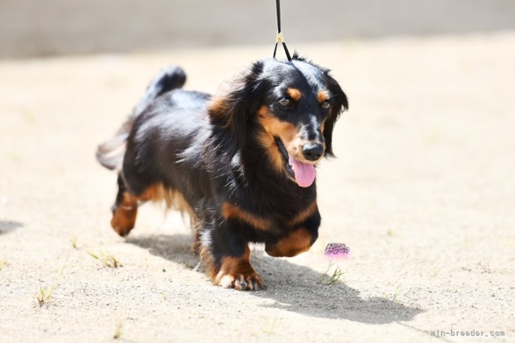 我が家生まれ我が家育ちのチャンピオン犬｜西浦　京子(にしうら　きょうこ)ブリーダー(三重県・ミニチュアダックスフンド(ロング)など・JKC登録)の紹介写真7