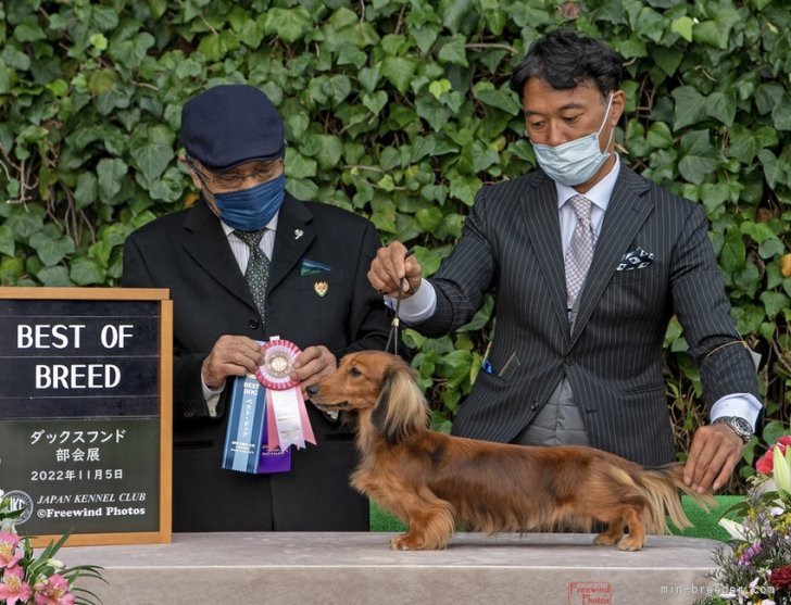 在舎中のチャンピオン犬｜西浦　京子(にしうら　きょうこ)ブリーダー(三重県・ミニチュアダックスフンド(ロング)など・JKC登録)の紹介写真8