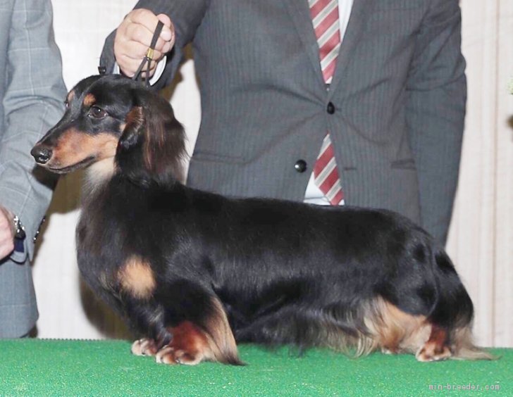 ミニチュアダックスフンド ロング オス Black Tan L 18 03 24生まれ 三重県 交配犬id 11 B0009 Jkcチャンピオン みんなのブリーダー