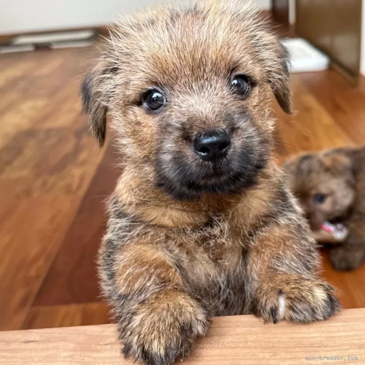 Y.K 様のお迎えした子犬