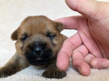 ノーフォークテリア【兵庫県・男の子・2021年3月17日・レッド】の写真「すくすくと育っています。」