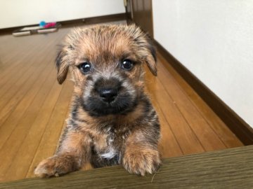 ノーフォークテリア【兵庫県・男の子・2019年11月8日・レッド】の写真「とても人懐っこく明るい性格の男の子です。」