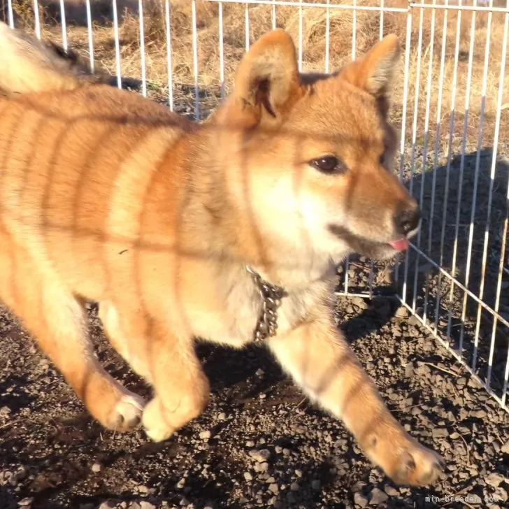 柴犬【栃木県・男の子・2024年8月2日・赤】丸々太って元気一杯、赤毛のきれいなオスの子です。｜みんなのブリーダー（子犬ID：2409-05166）