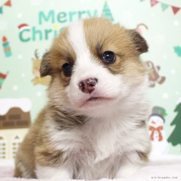 クッキー 様のお迎えした子犬