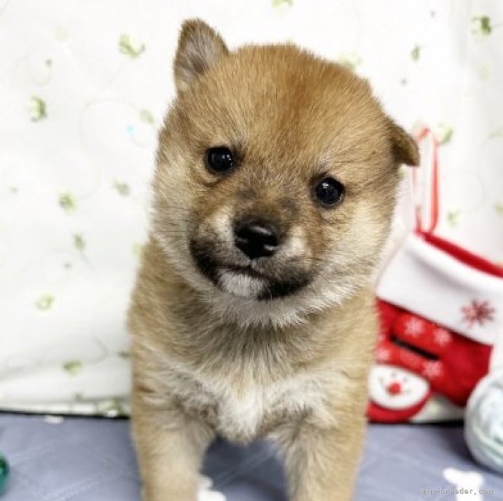 たぬこちゃん顔お可愛い姉妹です | 柴犬(標準サイズ)