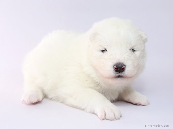 サモエド 栃木県 男の子 19年3月10日 ホワイト 父犬 インターチャンピオンです みんなのブリーダー 子犬id 1904