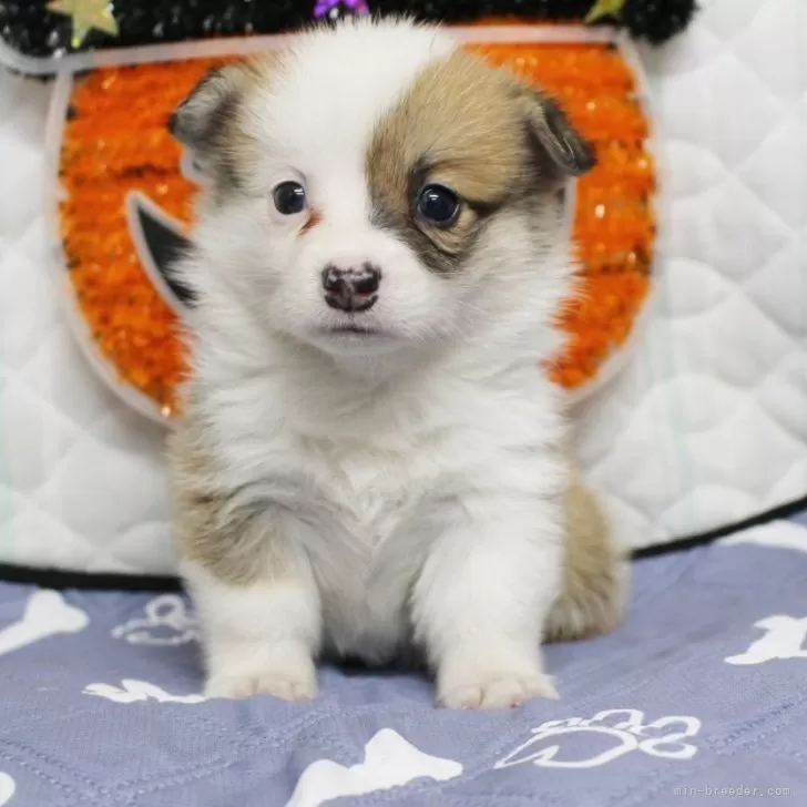 ヒロ 様のお迎えした子犬