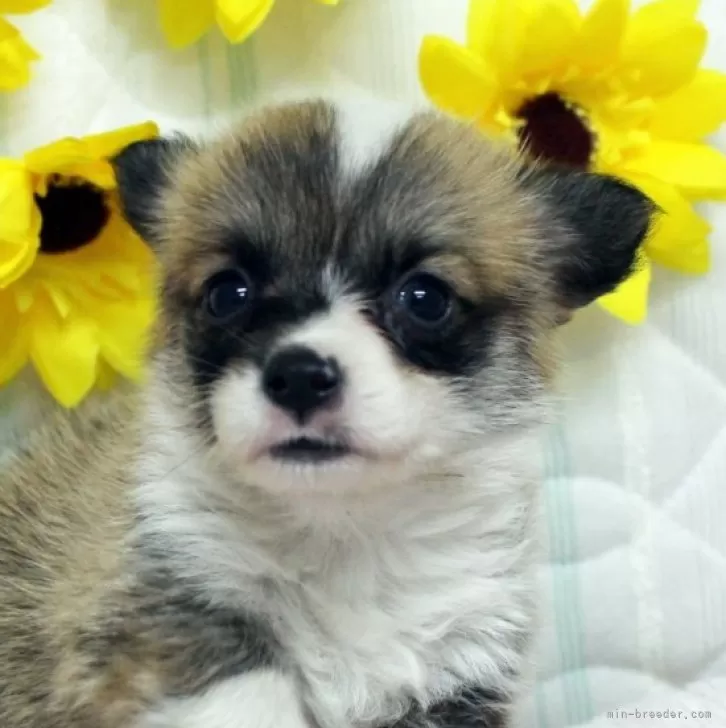 T.O 様のお迎えした子犬