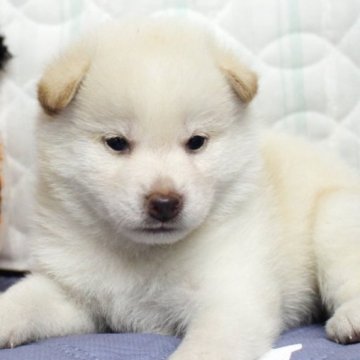 柴犬(標準サイズ)【栃木県・男の子・2024年7月27日・白】の写真「大人しい子です！父遺伝子クリア^_^」