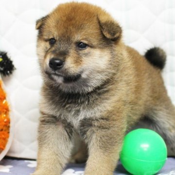 柴犬(標準サイズ)【栃木県・男の子・2024年7月27日・赤】の写真「まん丸お顔のイケワン君です」