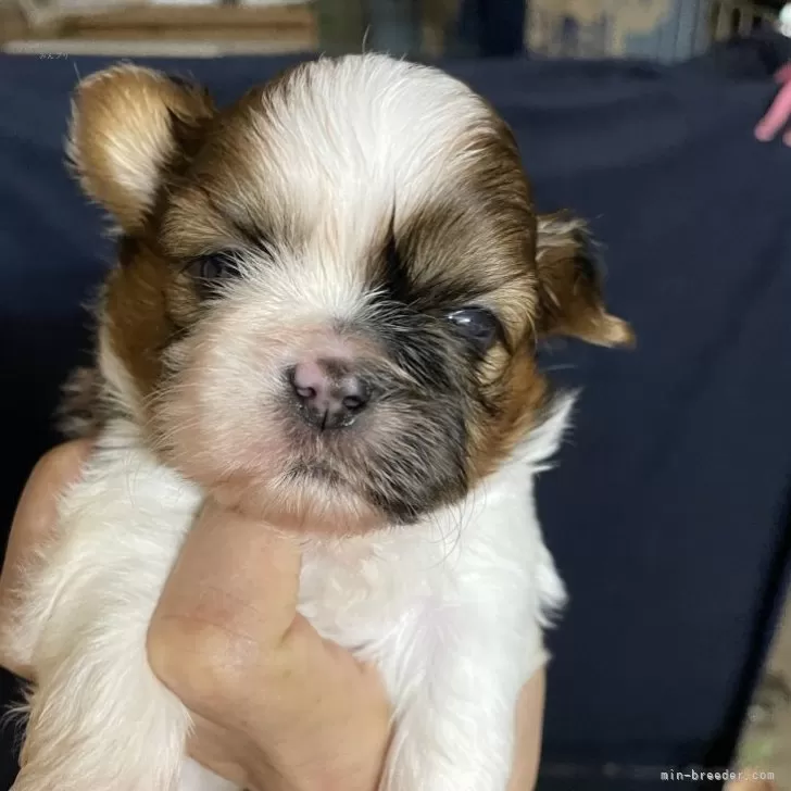 ID:2406-03499の子犬