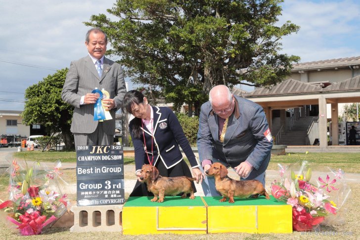 遠藤マッケーブ　敦子(えんどうまっけーぶ　あつこ)ブリーダー(千葉県・カニンヘンダックスフンド(ロング)など・JKC登録)の紹介写真4