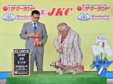 カニンヘンダックスフンド(ロング)【・女の子・2018年6月5日・シェーデッドイエロー】「JKCチャンピオンニキちゃん」