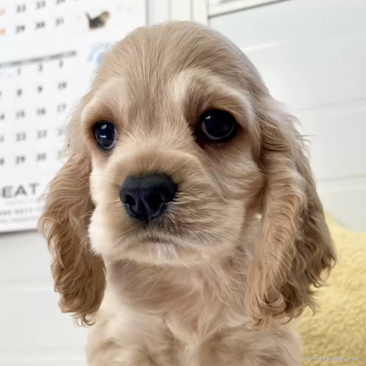 タカ 様のお迎えした子犬