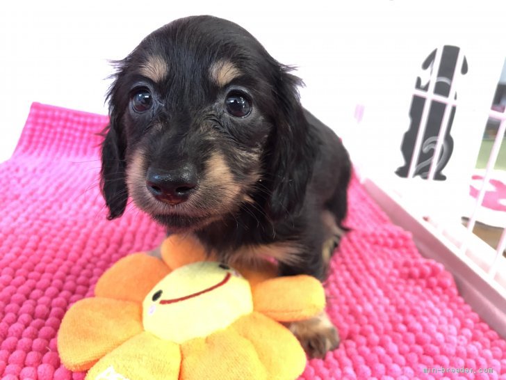 子犬をお迎えいただいたお客様の声 口コミ 評判 千葉県 みんなのブリーダー