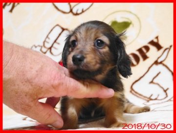 カニンヘンダックスフンド(ロング)【千葉県・男の子・2018年9月19日・レッド】の写真「両親及び両祖父母も全員がチャンピオン、PRAクリア」