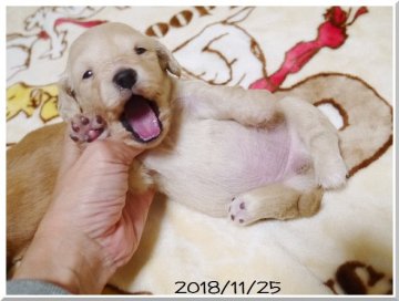 カニンヘンダックスフンド(ロング)【千葉県・女の子・2018年11月2日・イエロー】の写真「真っ白に近い明るいピュアクリームの女の子PRA安心」