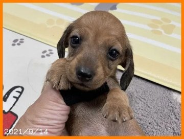 カニンヘンダックスフンド(スムース)【千葉県・女の子・2021年8月14日・レッド】の写真「両親共遺伝子検査済みクリアのカニンヘンスムース」