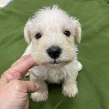 ミニチュアシュナウザー【千葉県・男の子・2023年12月3日・ホワイト】の写真「とってもかわいい白いシュナウザー。遺伝子検査済安心」