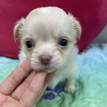 チワワ(ロング)【千葉県・男の子・2024年9月5日・ホワイト&クリーム】の写真「小さくてとってもかわいい子です」