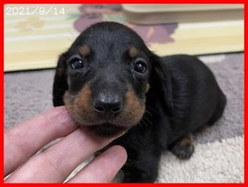 カニンヘンダックスフンド(スムース)【千葉県・女の子・2021年8月14日・ブラックタン】の写真「両親共遺伝子検査済みクリアのカニンヘンスムース」