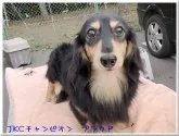 ミニチュアダックスフンド(ロング)【千葉県・男の子・2019年4月7日・ブラック&タン】の写真5「パパ犬です」